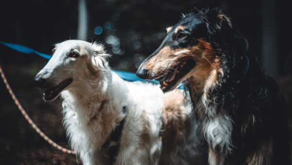 Neues von Masha & Yuri